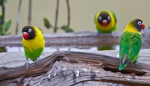Framed Tanzania. Yellow-collared Lovebirds, Tarangire NP Print
