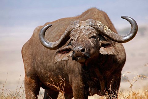 Framed Tanzania, Ngorongoro Crater. African Buffalo wildlife Print