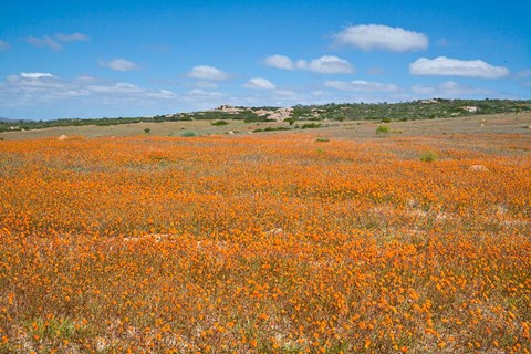Framed Field of Spring flowers, South Africa Print