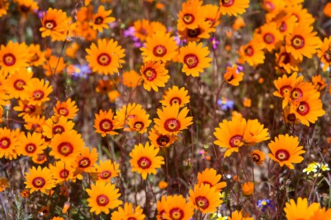 Framed Orange Spring flowers, Namaqualand, South Africa Print