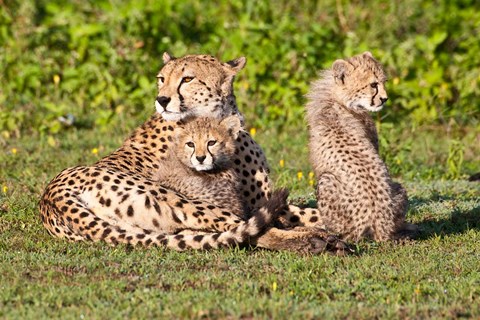 Framed Tanzania, Ngorongoro Conservation, Cheetahs Print