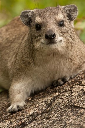Framed Tanzania, Serengeti NP, Hyrax wildlife Print