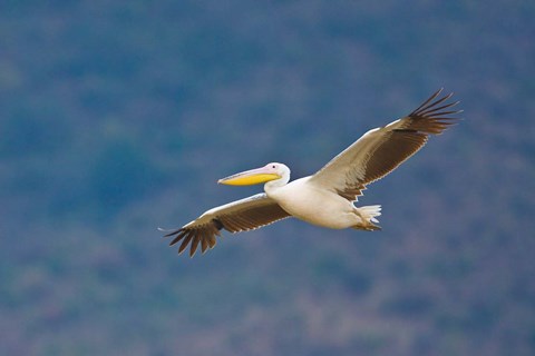 Framed Tanzania. Great White Pelican, bird, Manyara NP Print