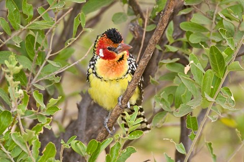 Framed Tanzania. Red and Yellow Barbet, Tarangire NP Print