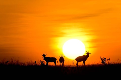Framed Topi wildlife, Masai Mara GR, Kenya Print