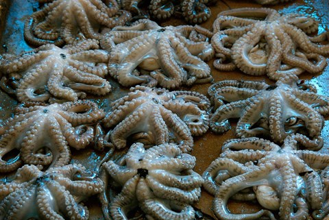 Framed Tanzania, Zanzibar, StoneTown, Darajani Market, Octopus Print