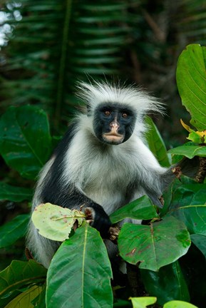 Framed Tanzania: Zanzibar, Jozani NP, red colobus monkey Print