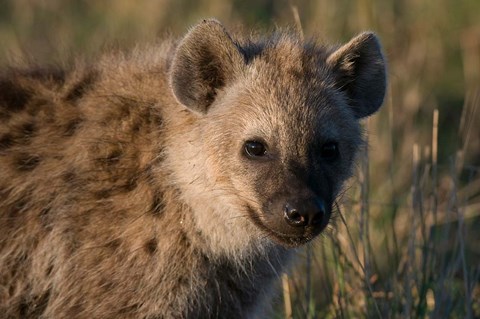 Framed Spotted Hyaena, Masai Mara National Reserve, Kenya Print