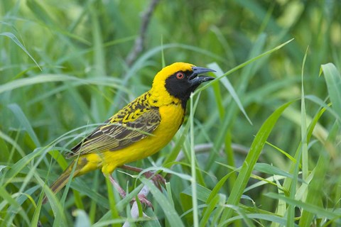 Framed Spottedbacked Weaver bird, Imfolozi, South Africa Print