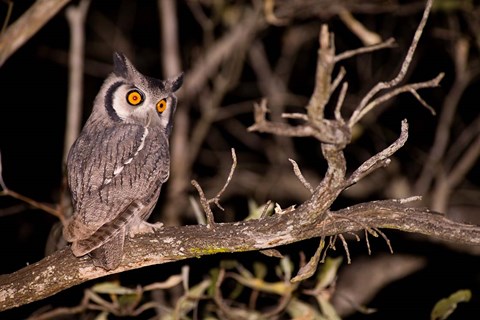 Framed Spotted Eagle Owl, Mpumalanga, South Africa Print