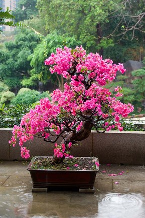 Framed Spring Blossoms cover Bonsai, The Chi Lin Buddhist Nunnery, Hong Kong, China Print