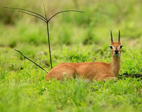 Framed Steenbok buck, Mkuze Game Reserve, South Africa Print