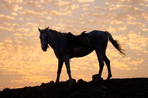 Framed Sunrise and Silhouette of Horse and rider on the Giza Plateau, Cairo, Egypt Print