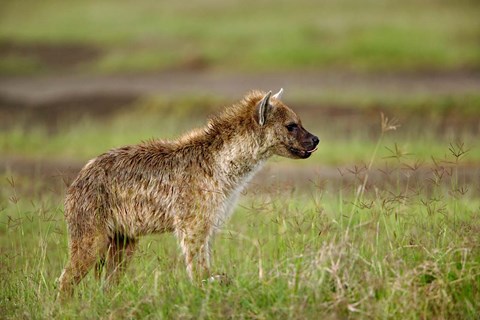 Framed Spotted Hyanea, Lake Nakuru National Park, Kenya Print