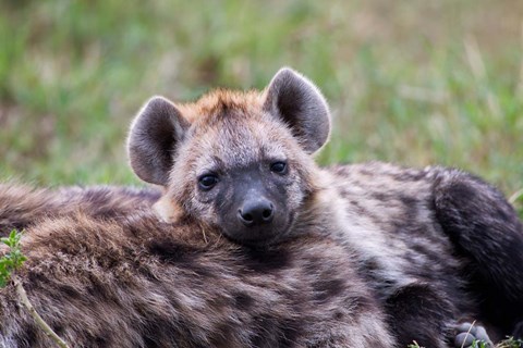 Framed Spotted Hyena wildlife, Maasai Mara, Kenya Print