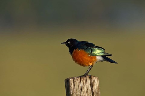 Framed Superb Starling bird, Lake Nakuru National Park, Kenya Print