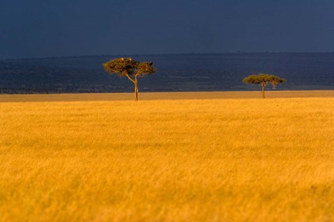 Framed Tall grass, Umbrella Thorn Acacia, Masai Mara, Kenya Print