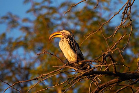 Framed Southern Yellow-billed Hornbill, Hwange NP, Zimbabwe, Africa Print