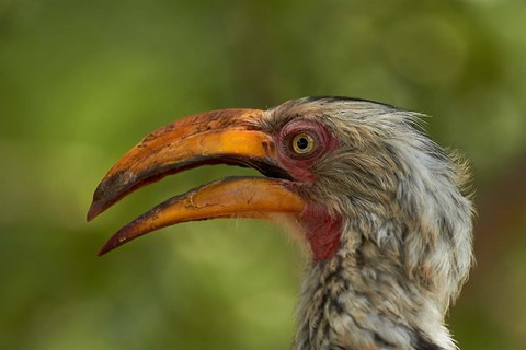 Framed Southern Yellow-billed Hornbill, Kruger National Park, South Africa Print