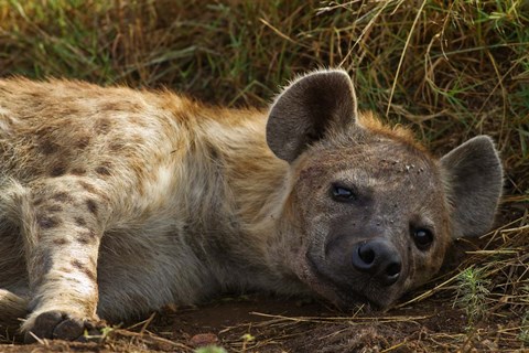 Framed Spotted Jackal resting, Maasai Mara National Reserve, Kenya. Print