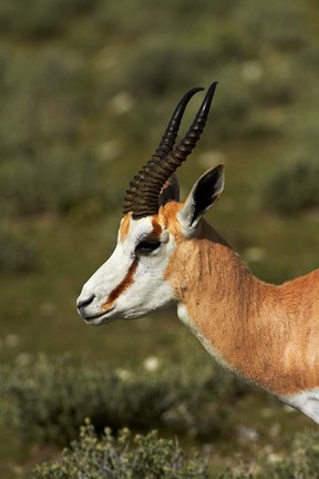 Framed Springbok, Antidorcas marsupialis, Etosha NP, Namibia, Africa. Print