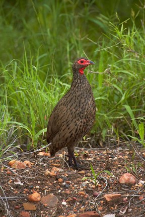 Framed Swainsons Spurfowl, Swainsons Francolin, Kruger NP, South Africa Print
