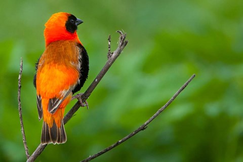 Framed Southern red bishop, Serengeti National Park, Tanzania Print