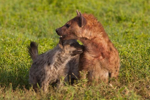 Framed Spotted hyena, Ngorongoro Conservation Area, Tanzania. Print