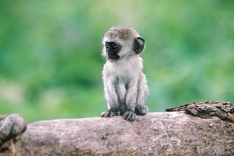 Framed Tanzania, Ngorogoro Crate, Wild vervet monkey baby Print