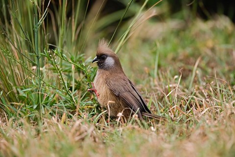 Framed Speckled Mousebird, Aberdare Country Club, Nyeri, Kenya Print