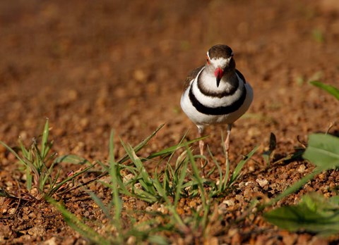 Framed Threebanded Plover, Mkuze Game Reserve, South Africa Print