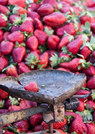 Framed Strawberries for sale in Fes medina, Morocco Print