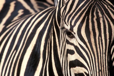 Framed Tight Portrait of Plains Zebra, Khwai River, Moremi Game Reserve, Botswana Print