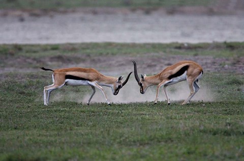Framed Thomson's Gazelles Fighting, Tanzania Print