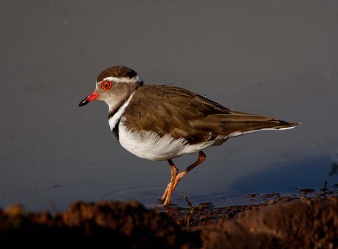 Framed Wading Threebanded Plover, South Africa Print