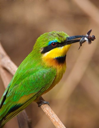 Framed Tanzania, Lake Manyara NP, Bee-eater tropical bird Print