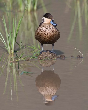 Framed Hottentot Teal duck wading, Tanzania Print