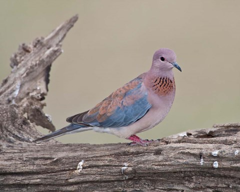 Framed Tanzania, Laughing Dove bird, Ngorongoro Print