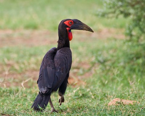 Framed Tanzania, Southern Ground Hornbill bird Print