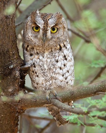 Framed Tanzania. African Scops Owl at Tarangire NP. Print