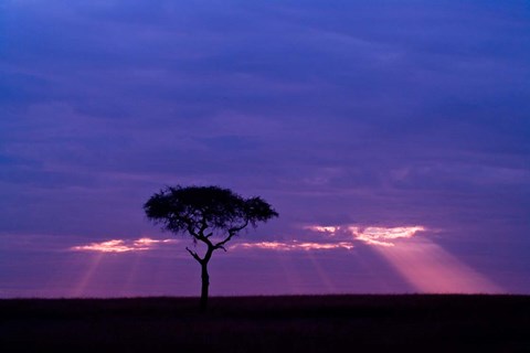 Framed Blue skies, Maasai Mara, Kenya Print