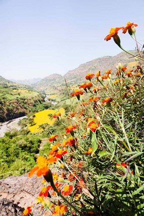 Framed Tagetes plants and landscape, Ethiopia Print