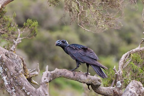 Framed Thick-billed raven bird in the highlands of Ethiopia Print