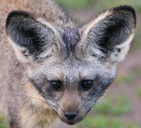 Framed Head of Bat-Eared Fox, Ngorongoro Conservation Print