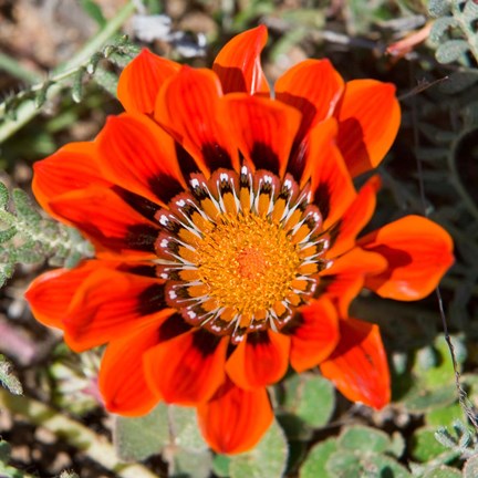 Framed Close up of a Spring flower, South Africa Print