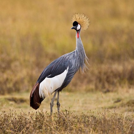 Framed Tanzania, Black Crowned Crane, Ngorongoro Crater Print