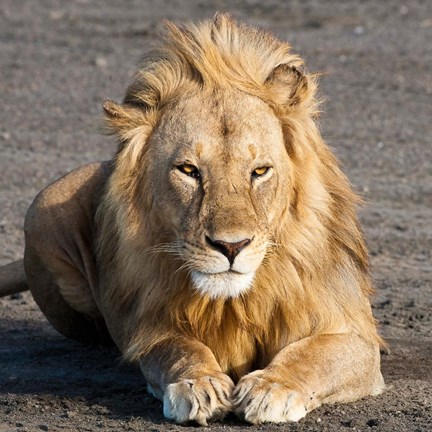 Framed Tanzania, Ngorongoro Conservation Area, Lion Print