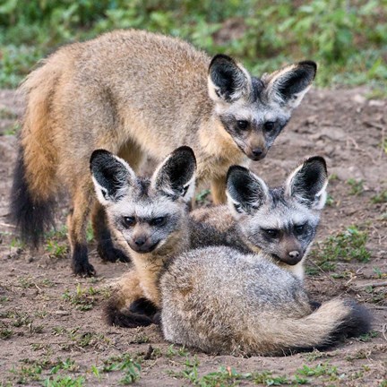 Framed Three Bat-Eared Foxes, Tanzania Print