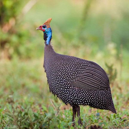 Framed Tanzania. Helmeted Guineafowl at Tarangire NP. Print