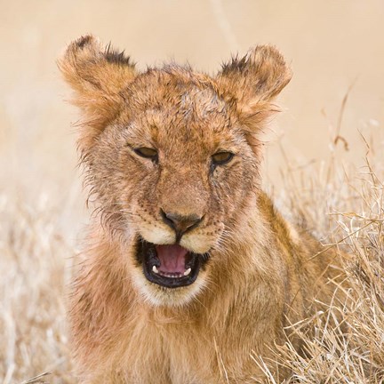 Framed Tanzania. Lion cub after kill in Serengeti NP. Print